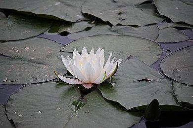 国产动作单机游戏《神舞幻想·妄之生》公布全新实机演示视频